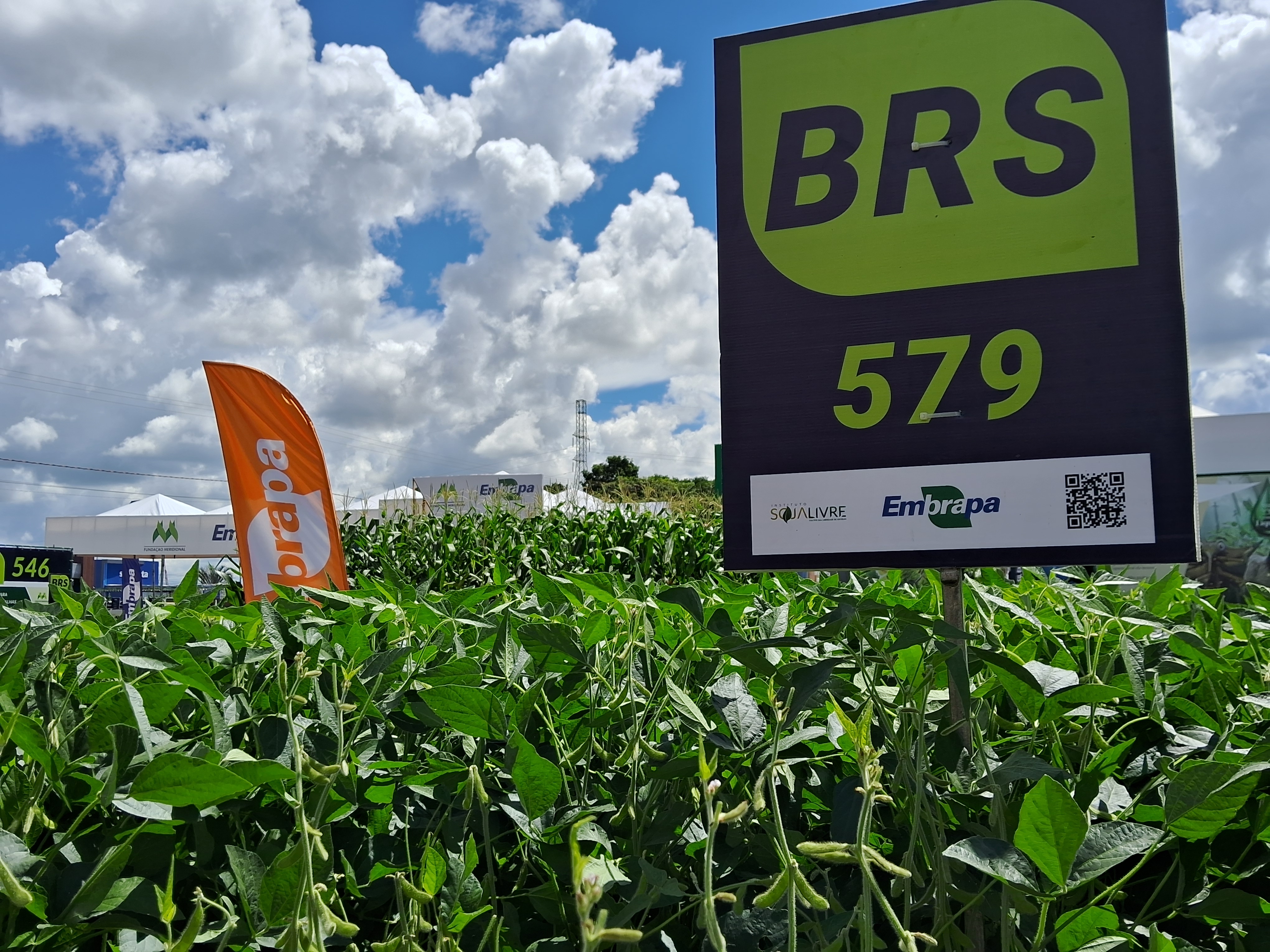 Nova soja convencional combina produtividade e controle de plantas daninhas